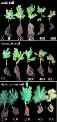 The Optimum Calcium Concentration for Seedling Growth of Mongolian Pine (Pinus Sylvestris Var. Mongolica) Under Different Soil Types in Northern Semi-Arid Areas of China